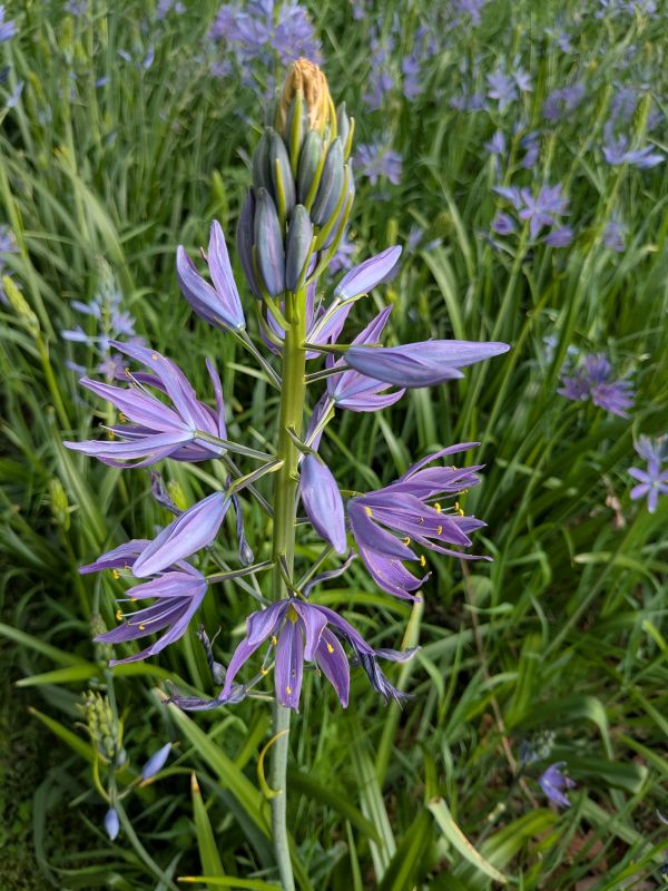 Spring camas