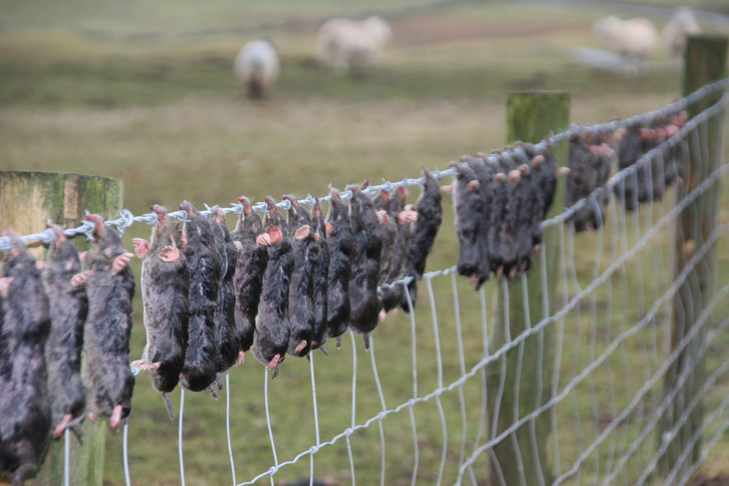 Dead moles on a fence in Yorkshire.
