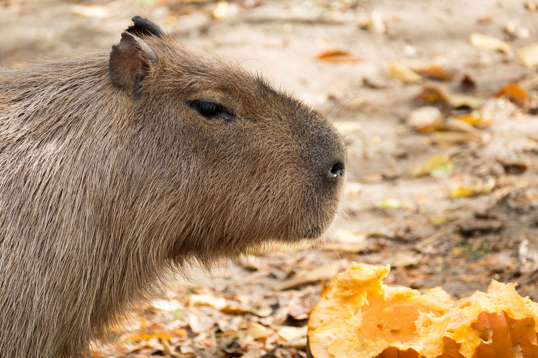 Capybara at the Madison Zoo