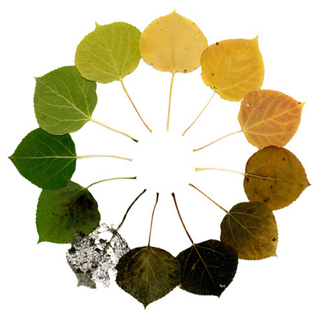 "Aspen Cycle" by Owen Mortensen