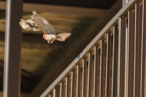 birds