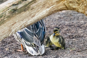 Duckling and mother