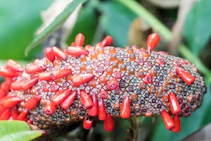 Red plant