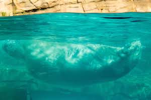 Polar swimming at Madison zoo