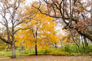 Trees in autumn